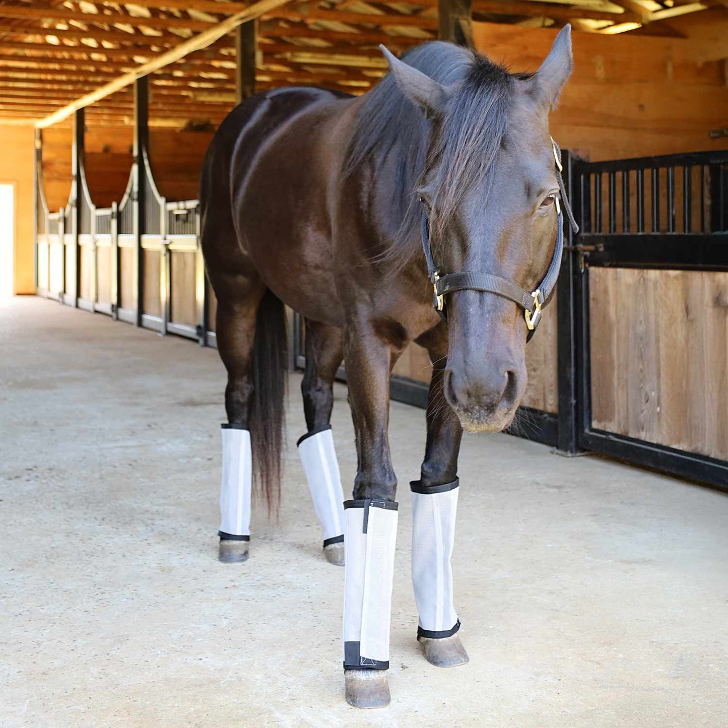 Botas "Stomp-Free" para moscas Jeffers Romper Stomper para caballos, paquete de 4