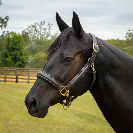 Cabestro de cuero acolchado Jeffers Softie para caballos