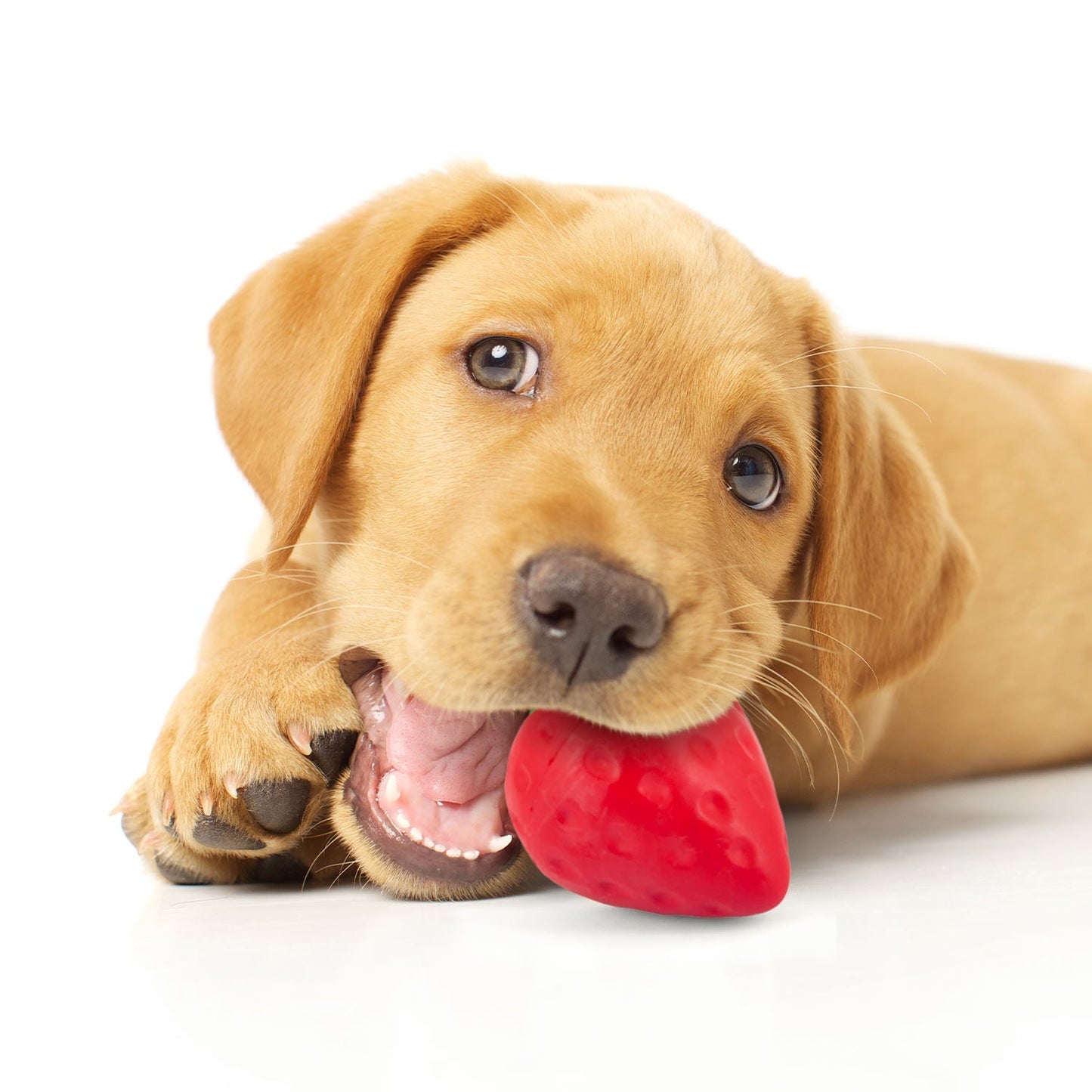 Juguete masticable dental de caucho natural para perros, Jeffers Squeaky Strawberry, con chirriador y aroma a vainilla para masticadores medianos