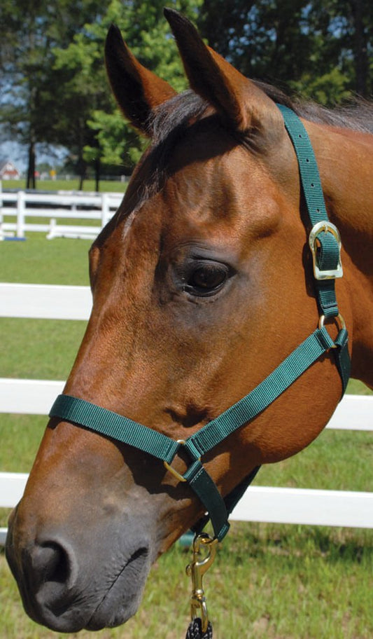 Cabestros de nailon de 2 capas de 1 pulgada Jeffers Turnout para caballos