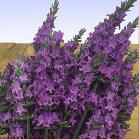 Planta viva de lavanda "Sensational" - Maceta de 4"