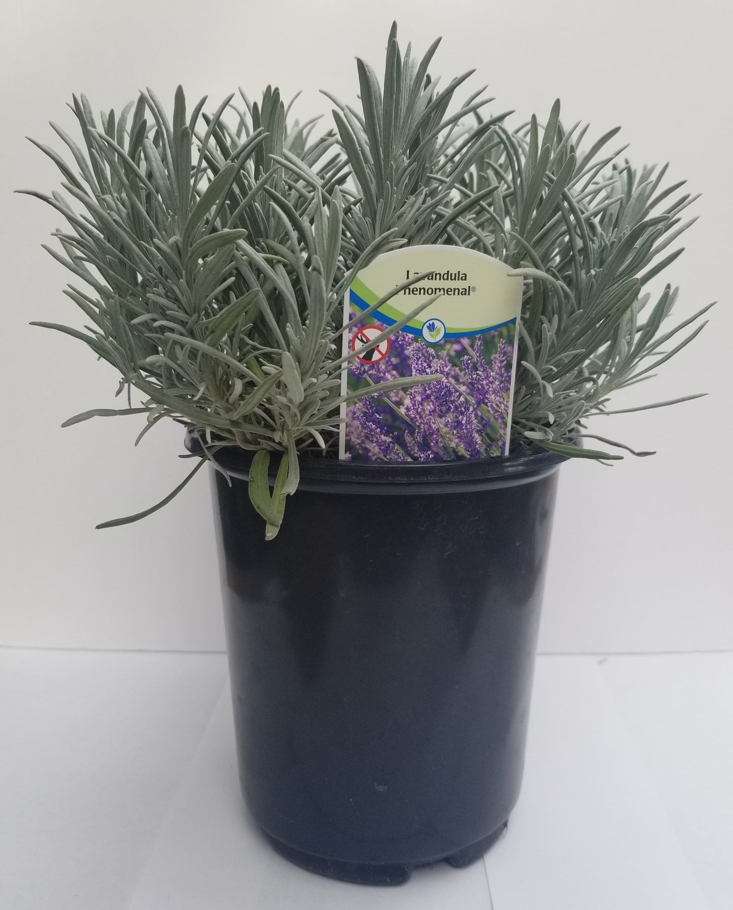 Lavanda Fenomenal Maceta de 2.5QT
