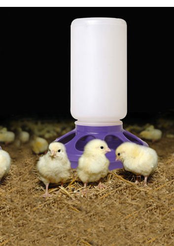 Little Giant Comedero y bebedero para pollos de 1 cuarto de galón – Tarro y base de plástico enroscables (se venden por separado)