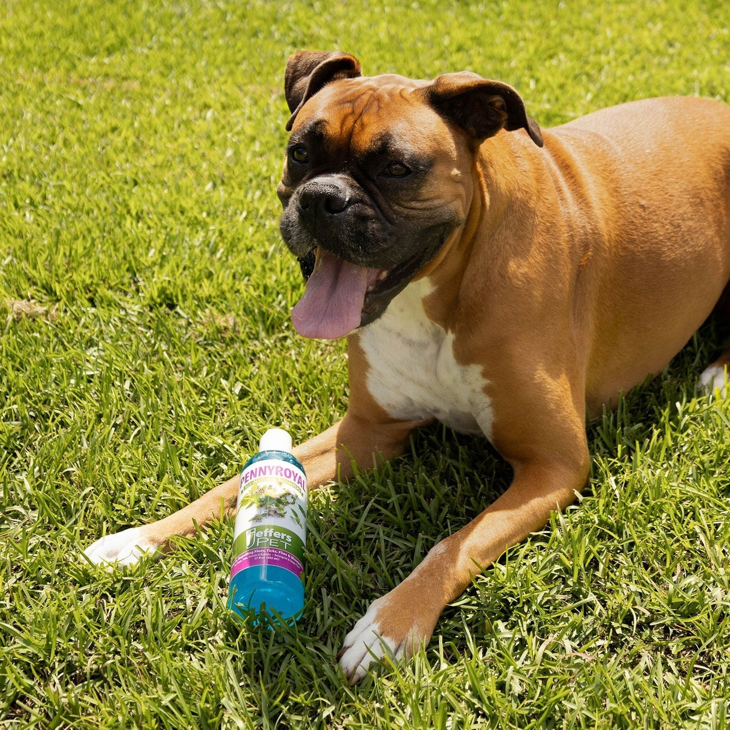 Jeffers Champú natural para perros contra pulgas y garrapatas con poleo - Ayuda a repeler pulgas, garrapatas, moscas y mosquitos