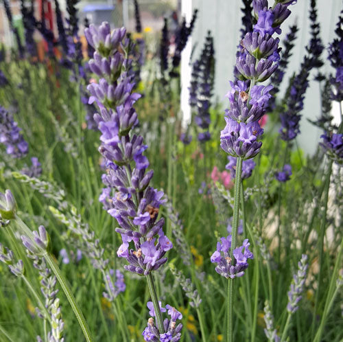 Planta viva de lavanda, fenomenal