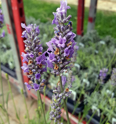 Lavanda Francesa Provenza - Maceta de 2.5QT