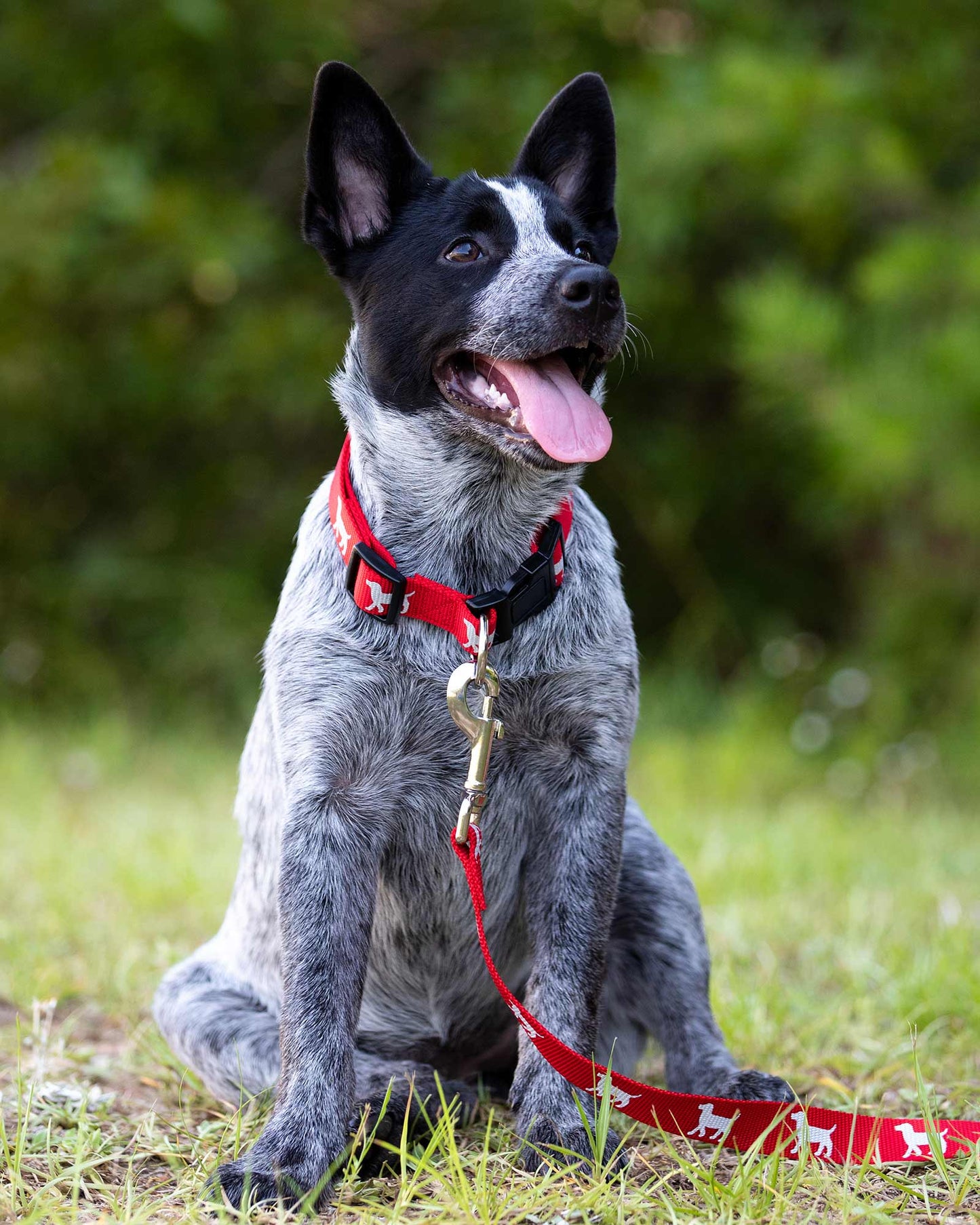 Collares Ajustables de Nylon para Perros Serie Reflectante de Jeffers