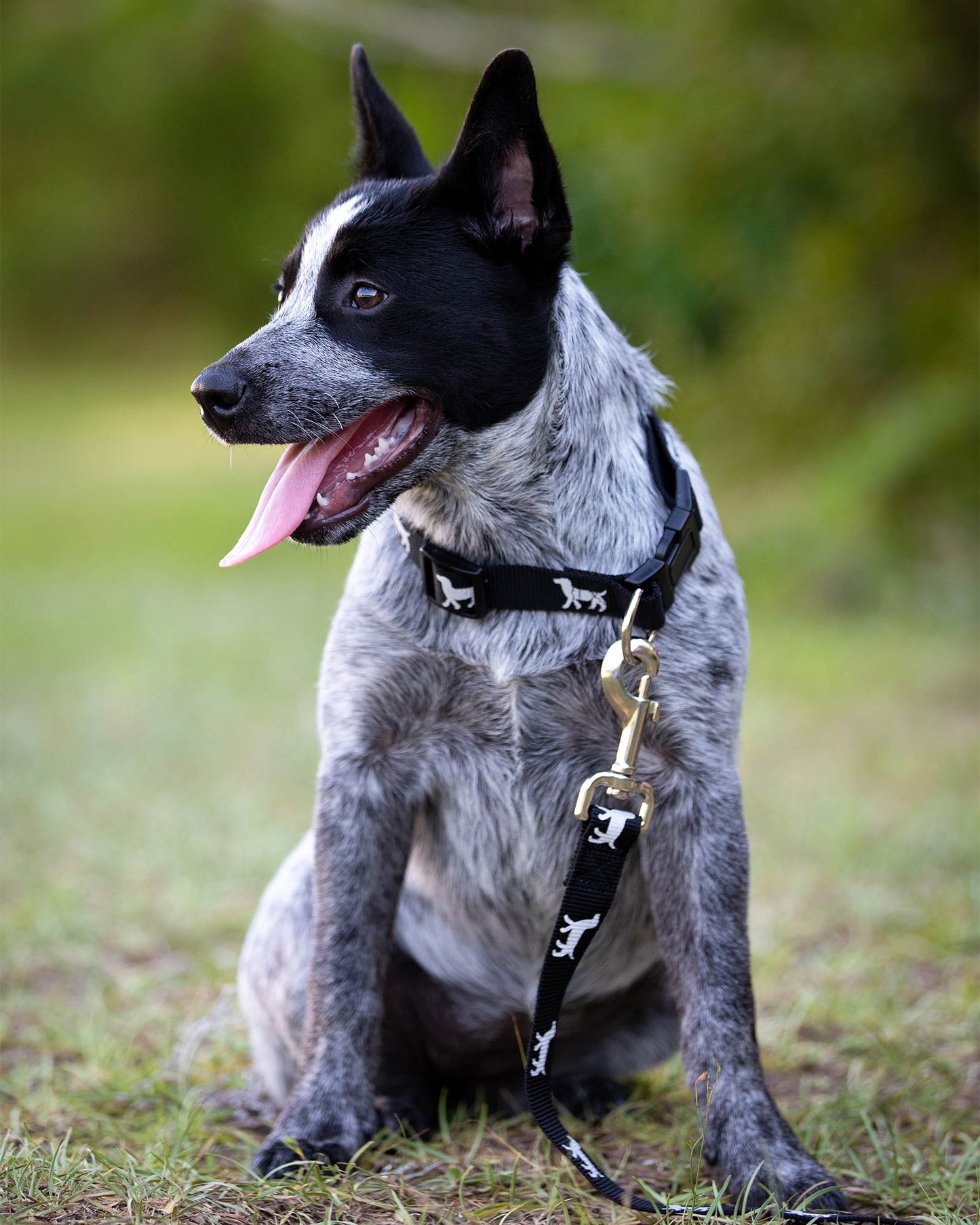 Collares Ajustables de Nylon para Perros Serie Reflectante de Jeffers