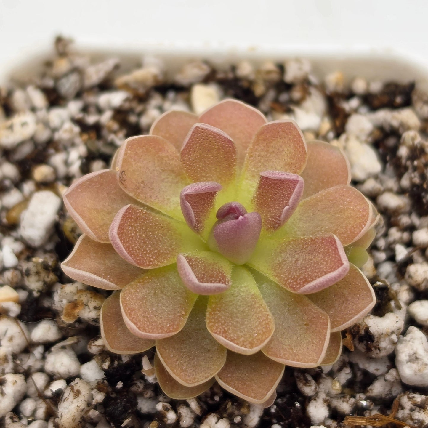 Pinguicula 'PE Formosa'