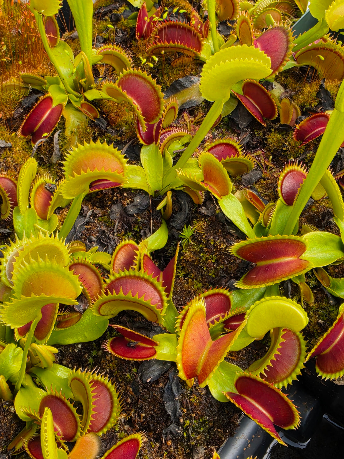 Venus flytrap (Dionaea muscipula) 'Trev's Dracula'
