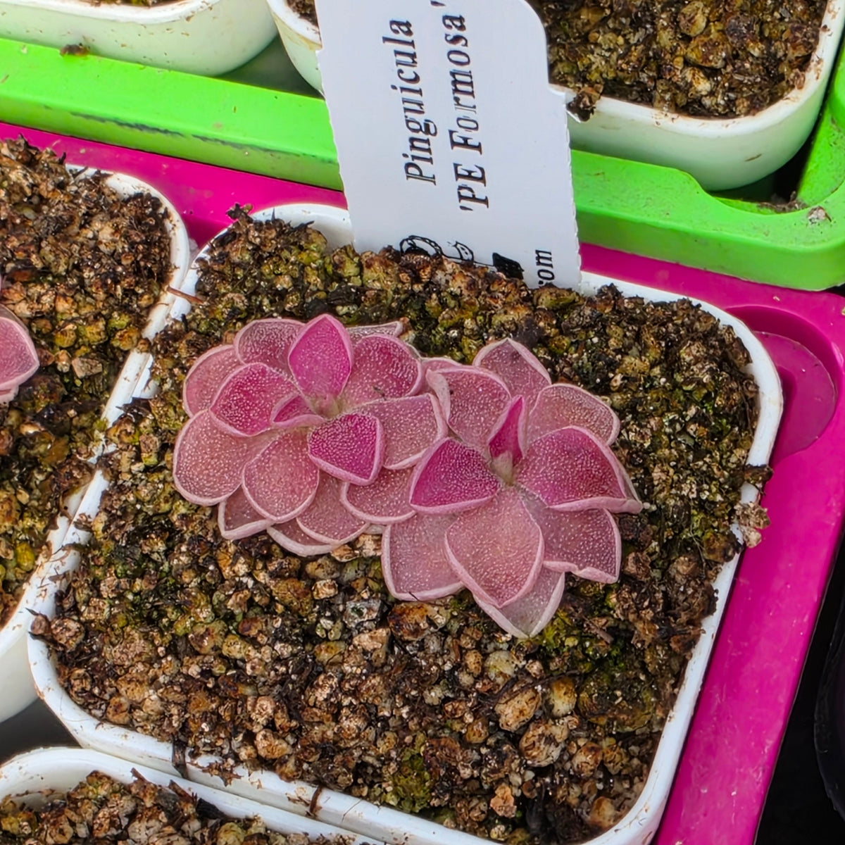 Pinguicula 'PE Formosa'