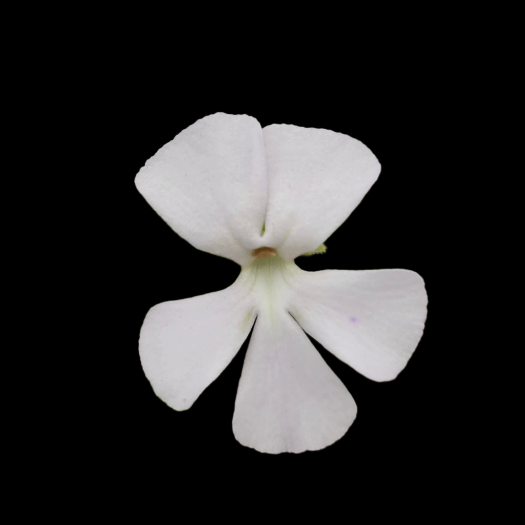 Pinguicula ehlersiae (white flower)