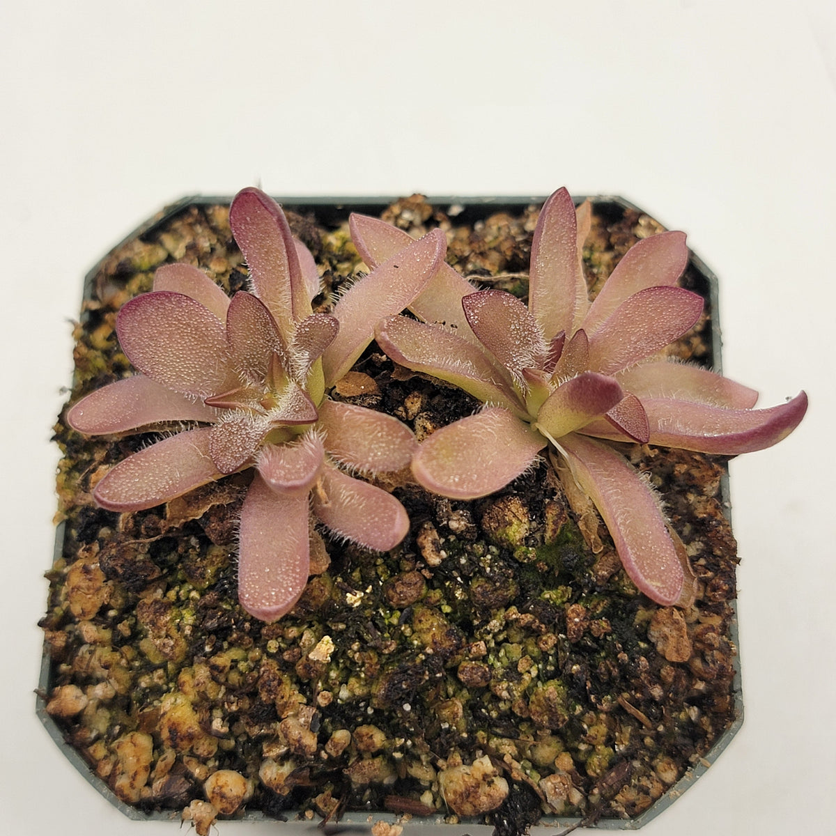 Pinguicula cv. 'BCP Crystal'