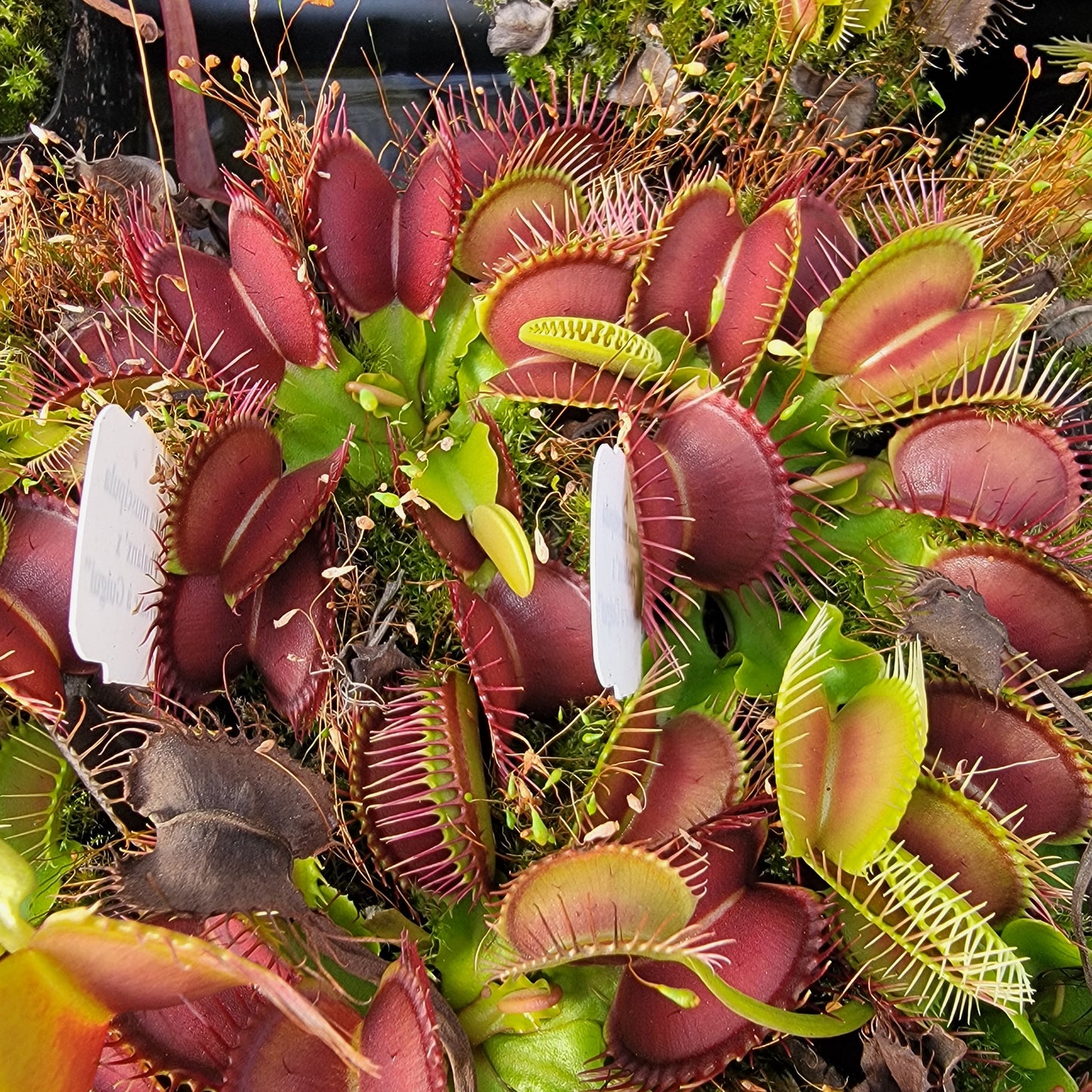Venus flytrap (Dionaea muscipula) 'GJ Phalanx' x 'La Grosse a Guigui'