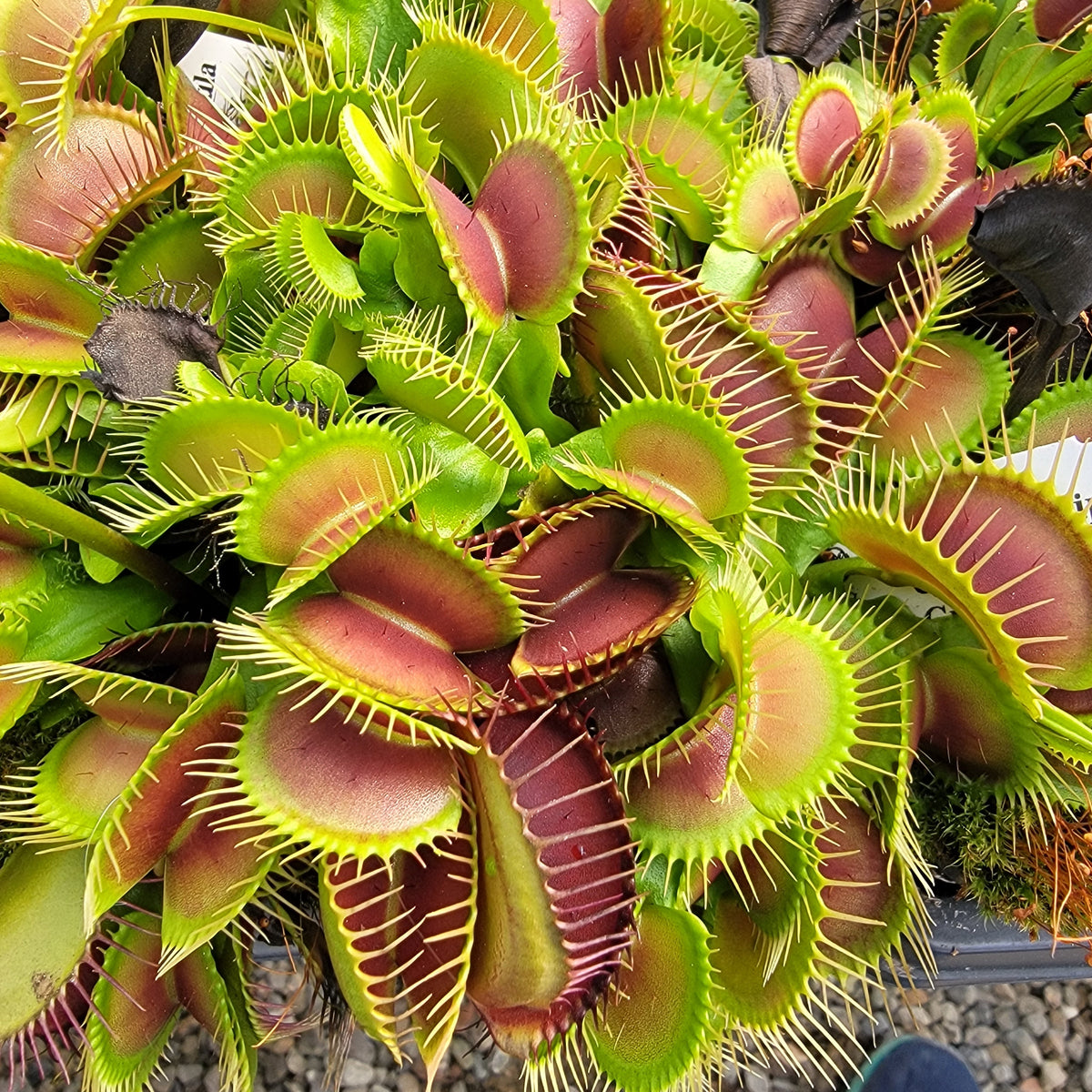 Venus flytrap (Dionaea muscipula) 'GJ Phalanx' x 'La Grosse a Guigui'