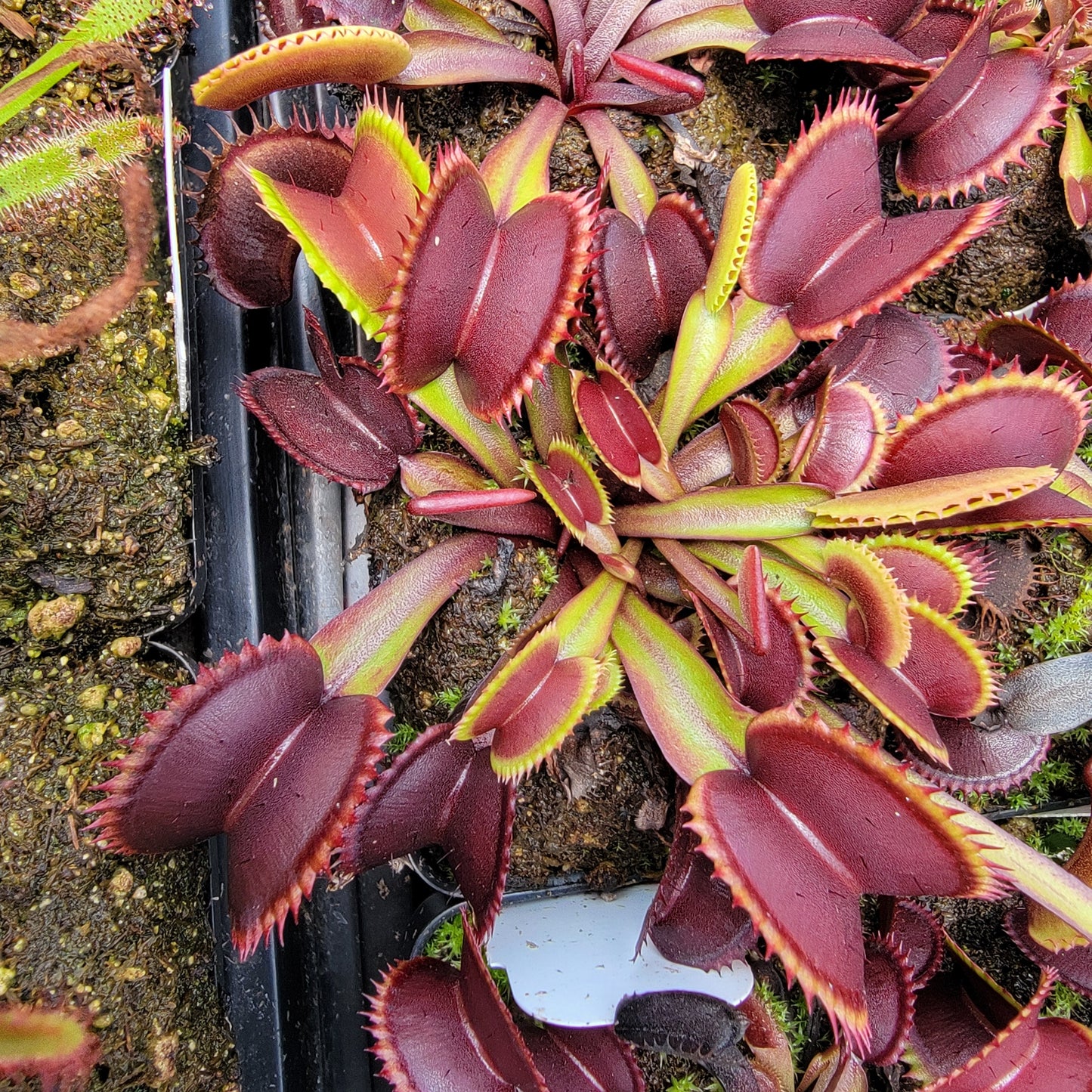 Venus flytrap (Dionaea muscipula) "Red Shark Teeth"