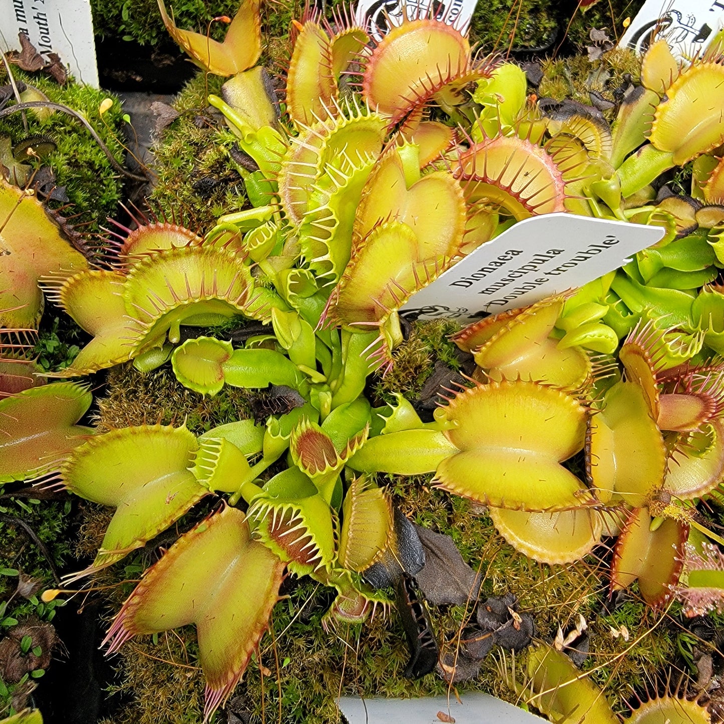 Venus flytrap (Dionaea muscipula) 'Double Trouble'