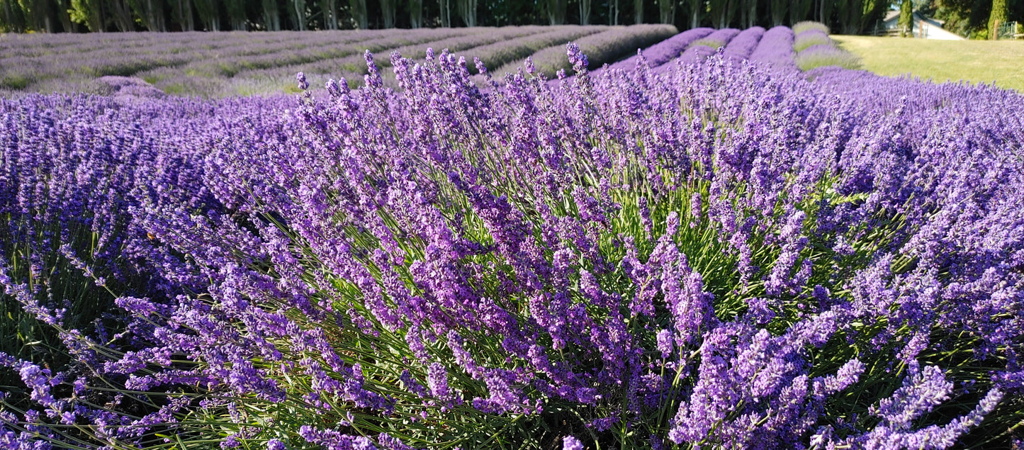 Planta viva de lavanda "Sensational" - Maceta de 4"