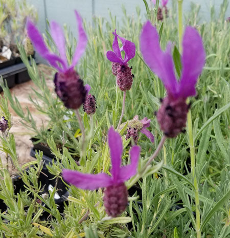 Plantas vivas de lavanda