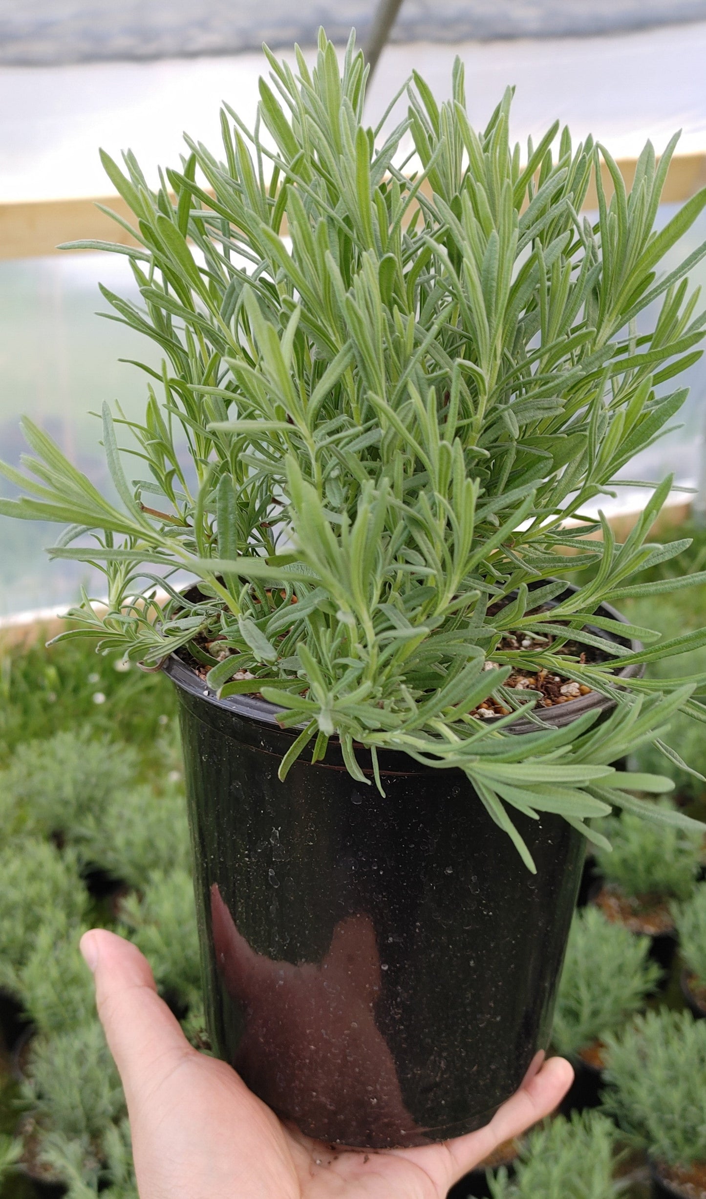 Planta viva de lavanda Anouk - Maceta de 2.5 cuartos de galón
