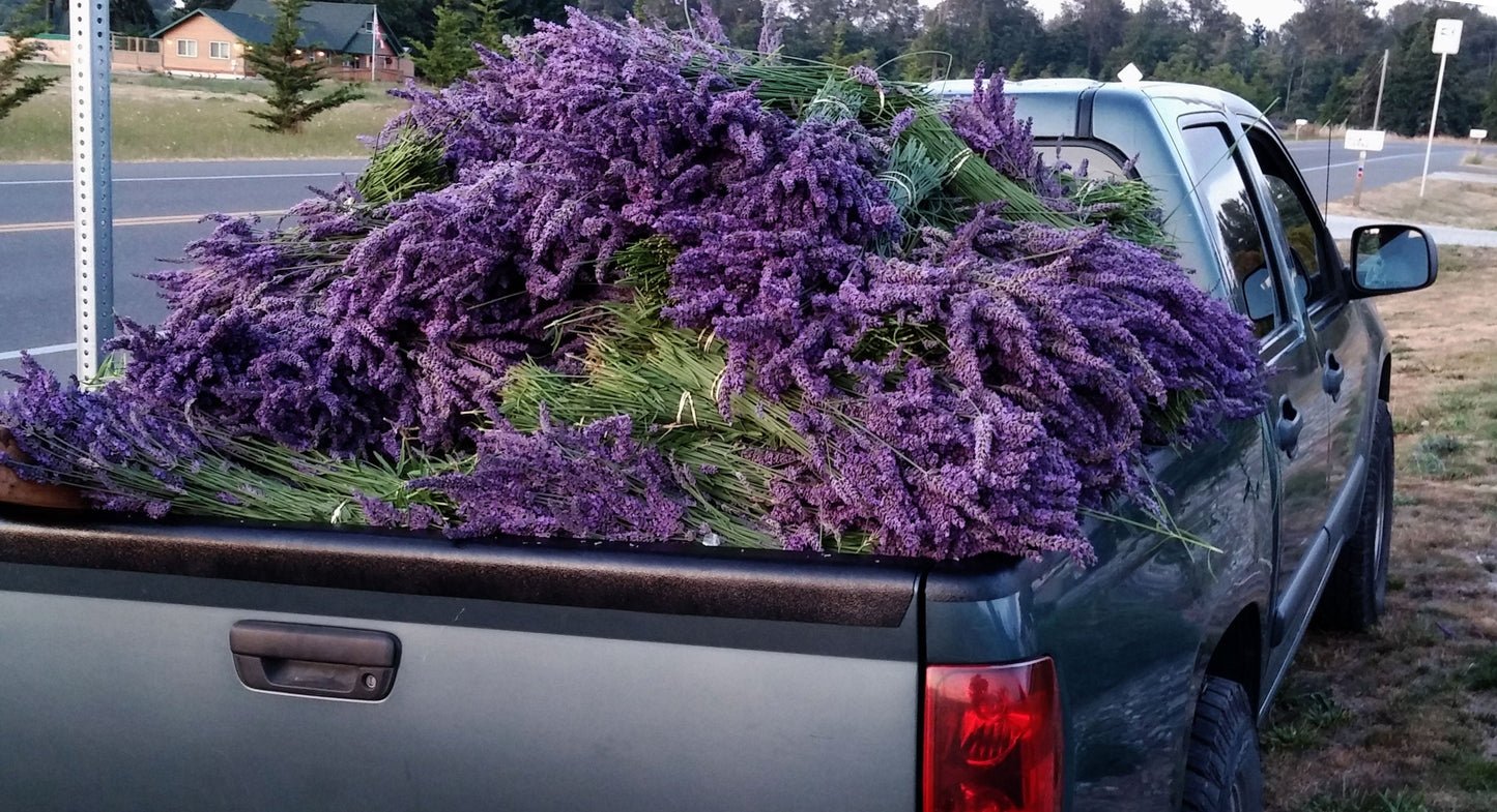 Manos de lavanda culinaria - 35-45 cm de largo